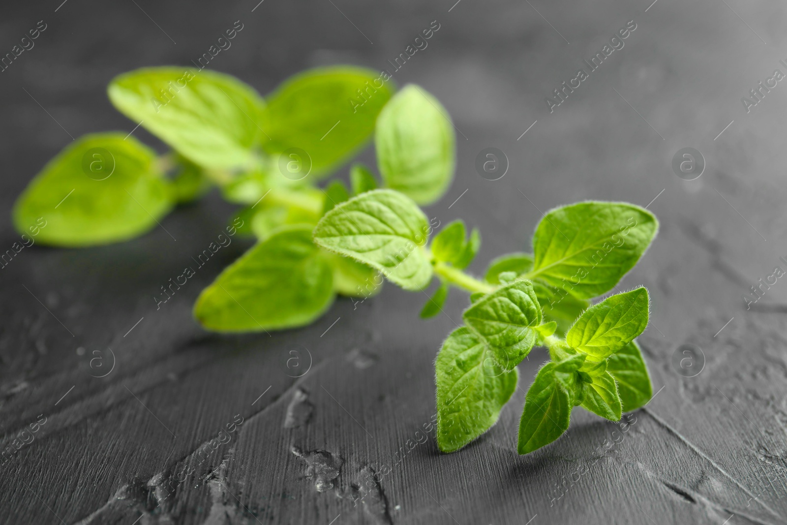 Photo of Sprig of fresh green oregano on dark gray textured table, closeup