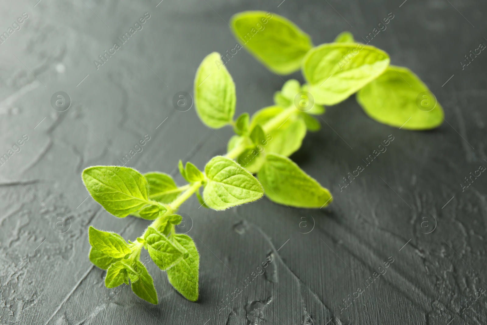 Photo of Sprig of fresh green oregano on dark gray textured table, closeup