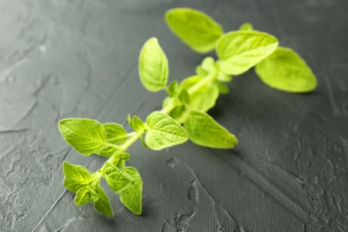 Sprig of fresh green oregano on dark gray textured table, closeup