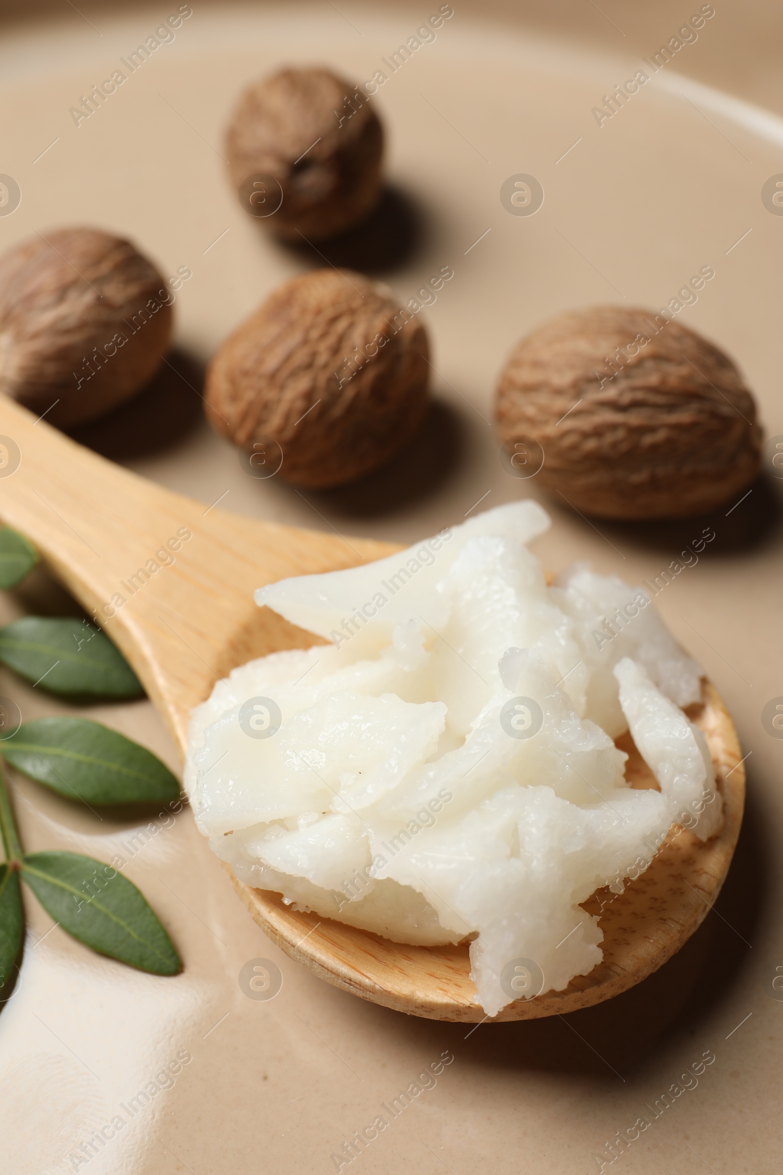 Photo of Natural shea butter in spoon, nuts and green twig on plate, closeup