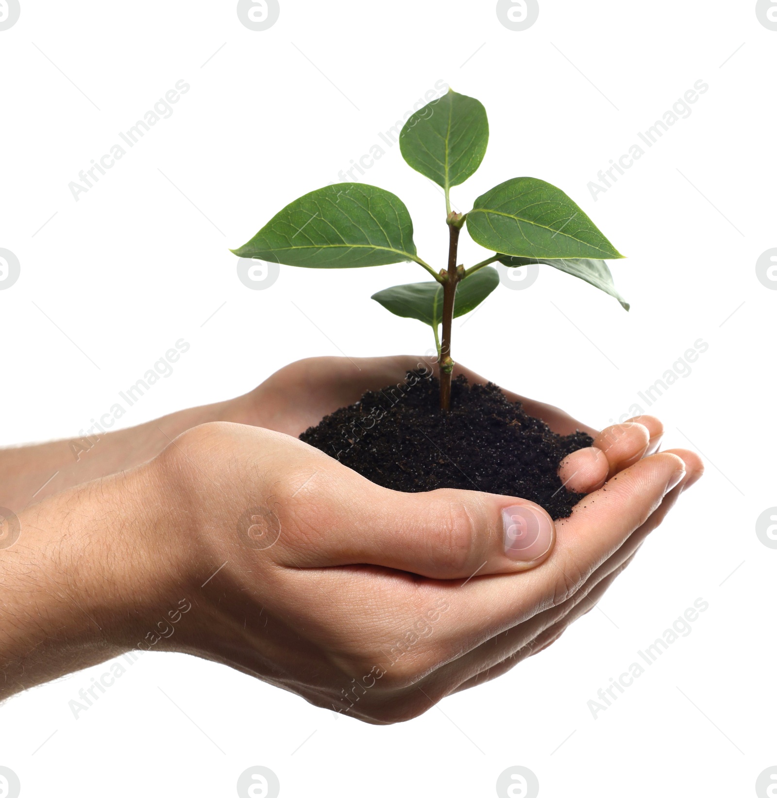 Photo of Environmental protection. Man holding seedling with pile of soil on white background, closeup