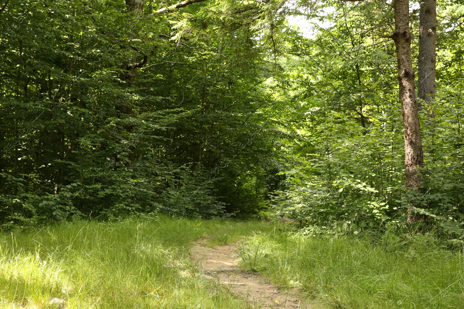 Photo of Beautiful green trees and pathway in forest