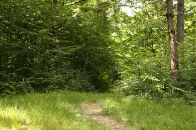 Beautiful green trees and pathway in forest