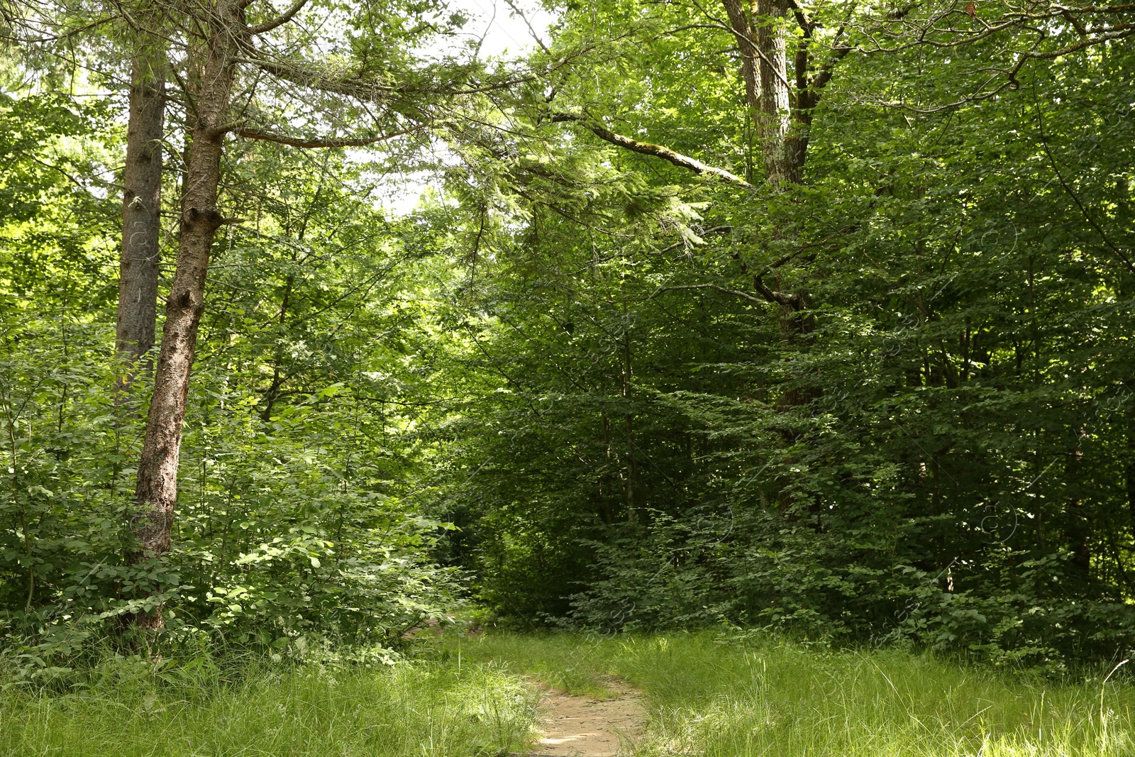 Photo of Beautiful green trees and pathway in forest