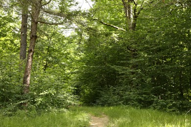 Photo of Beautiful green trees and pathway in forest