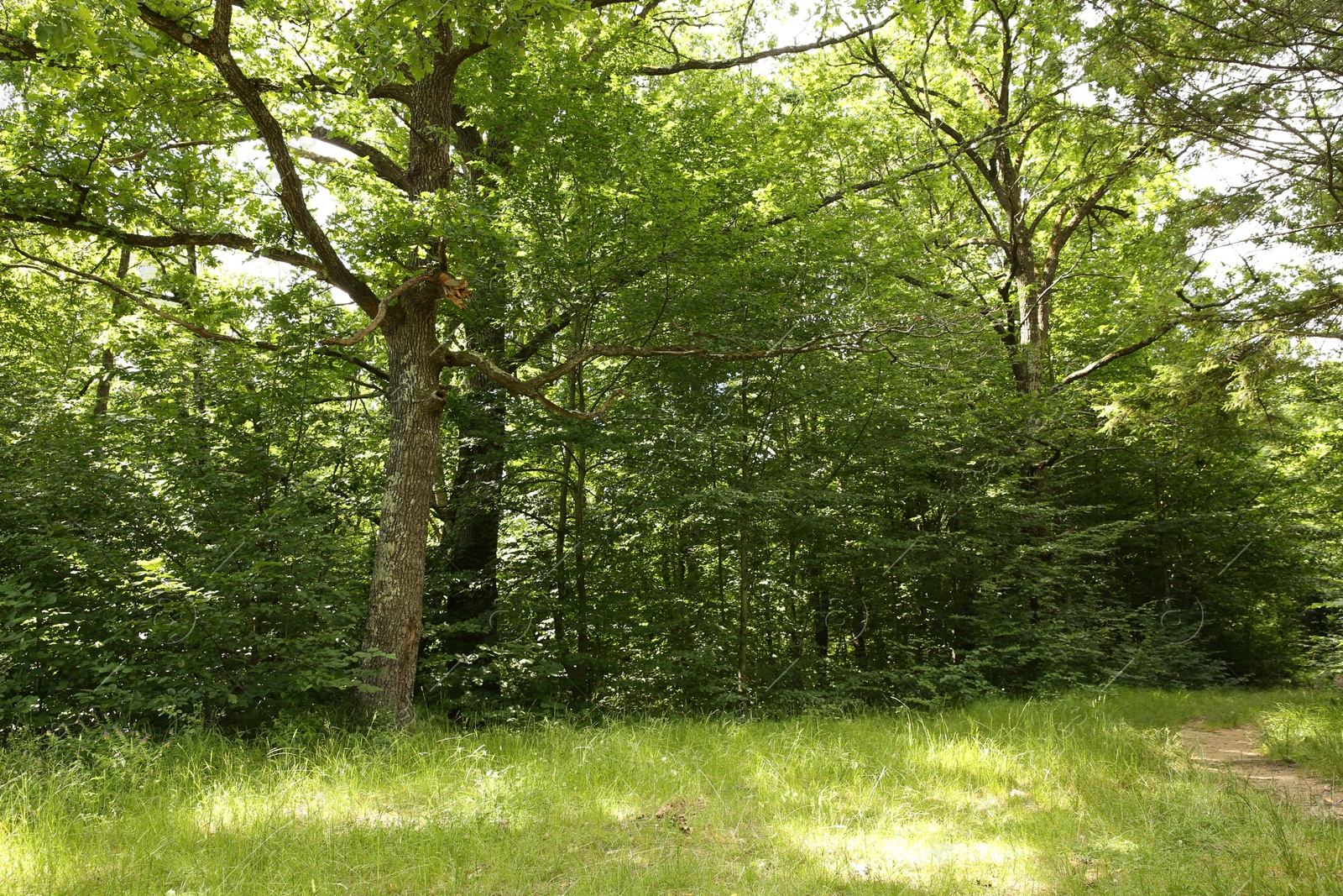 Photo of Beautiful green trees and pathway in forest