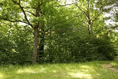 Beautiful green trees and pathway in forest