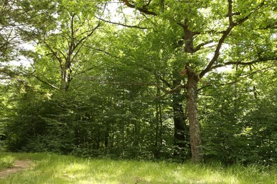 Beautiful green trees and pathway in forest