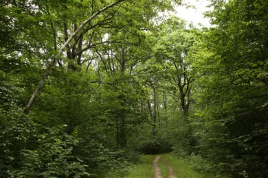 Beautiful green trees and pathway in forest