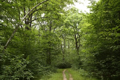 Beautiful green trees and pathway in forest