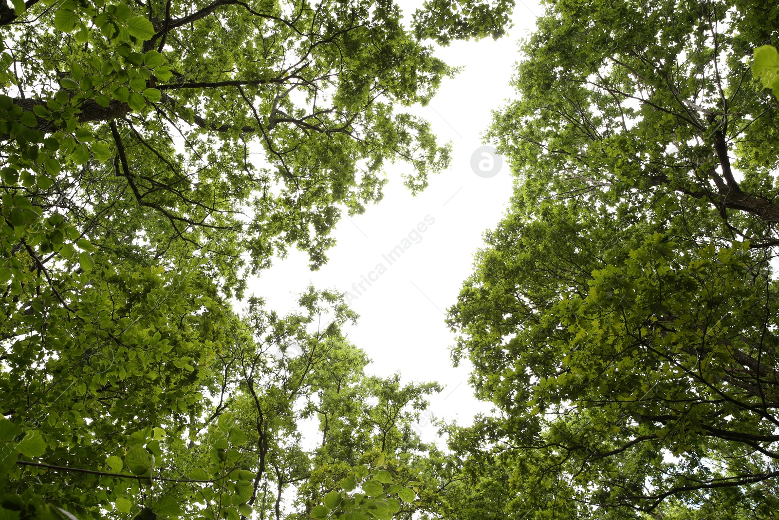 Photo of Beautiful green trees in forest, bottom view