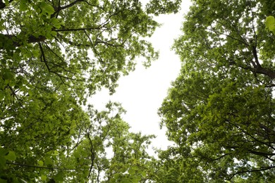 Beautiful green trees in forest, bottom view