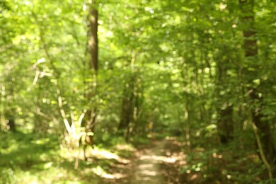 Blurred view of beautiful green trees in forest