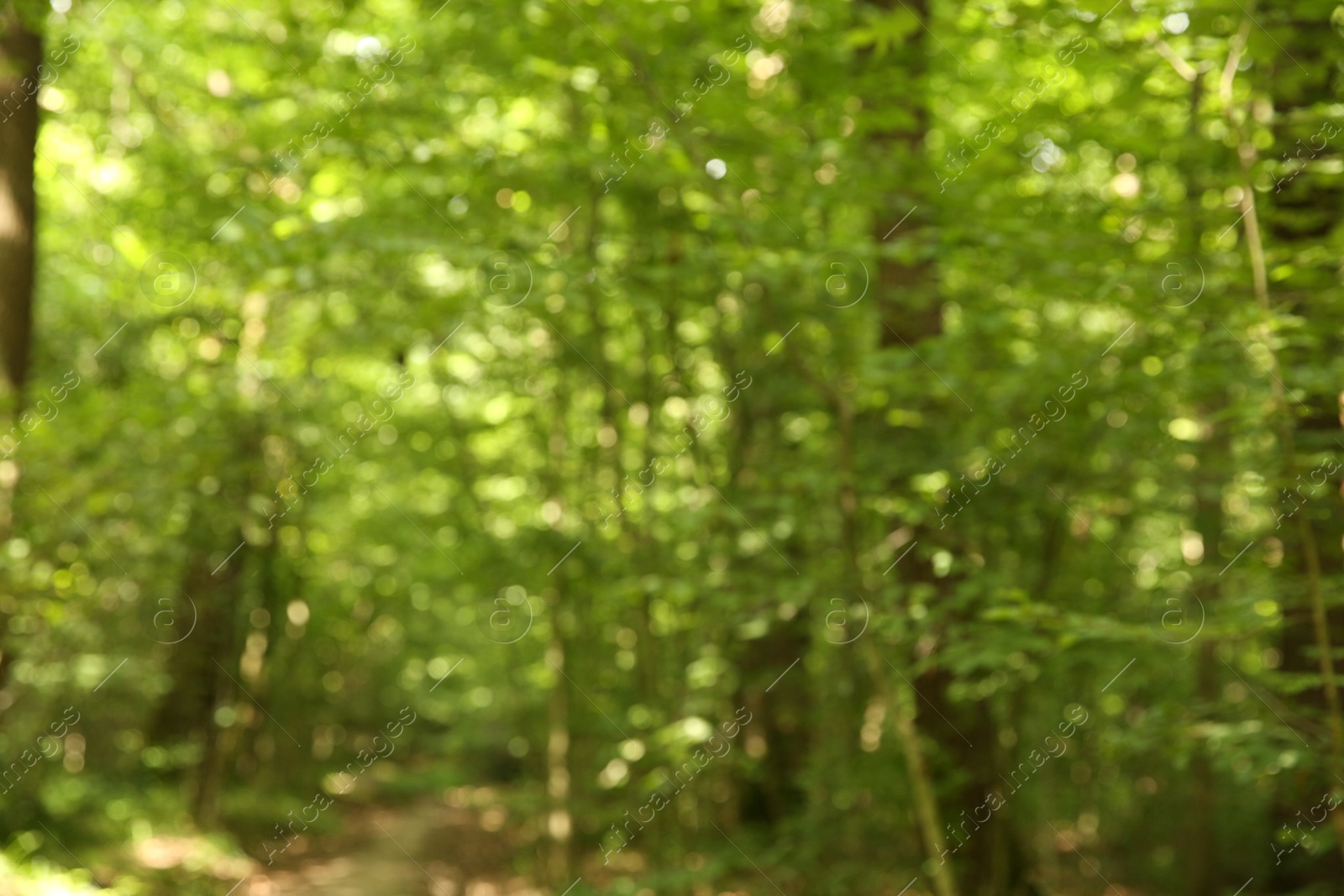 Photo of Blurred view of beautiful green trees in forest