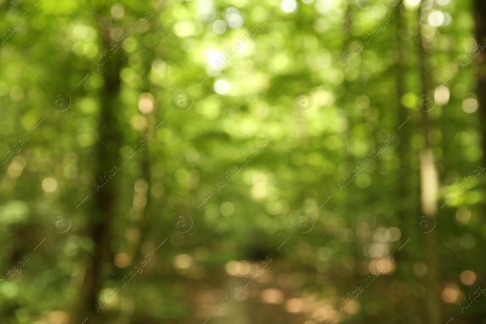 Photo of Blurred view of beautiful green trees in forest