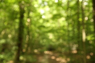 Blurred view of beautiful green trees in forest