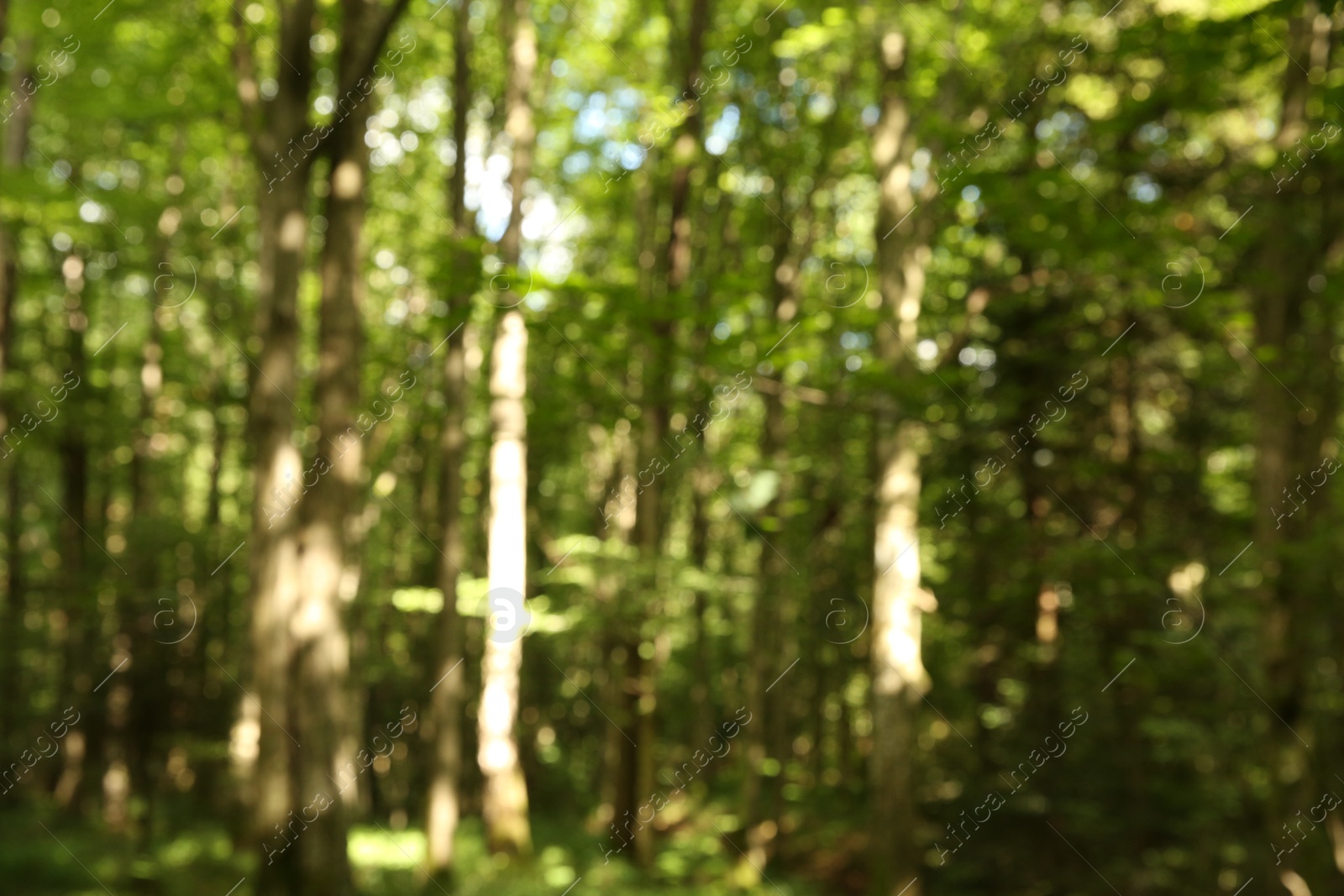 Photo of Blurred view of beautiful green trees in forest