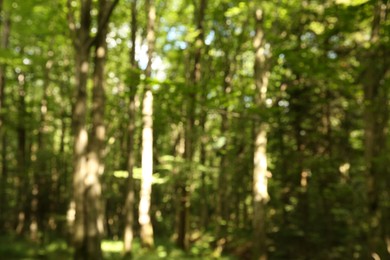 Blurred view of beautiful green trees in forest