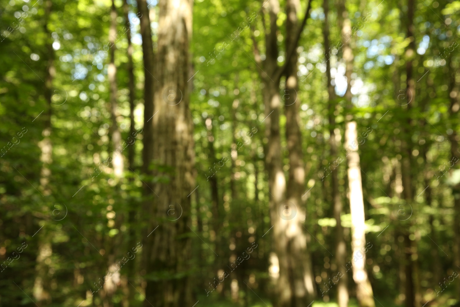 Photo of Blurred view of beautiful green trees in forest