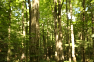 Blurred view of beautiful green trees in forest