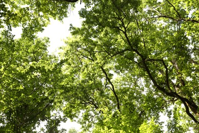 Photo of Beautiful green trees growing in forest, bottom view