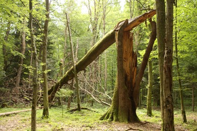 Photo of Broken tree trunk and other green trees in forest