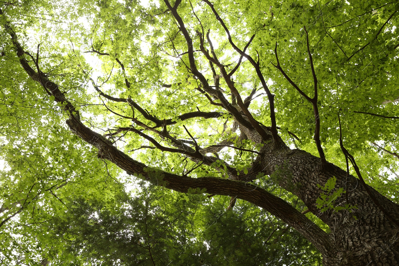 Photo of Beautiful green tree growing in forest, bottom view