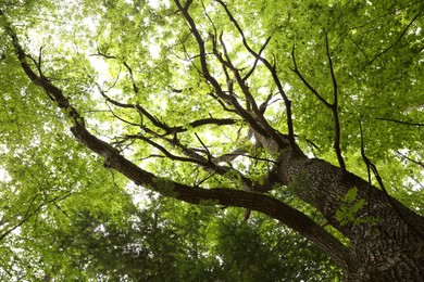 Beautiful green tree growing in forest, bottom view