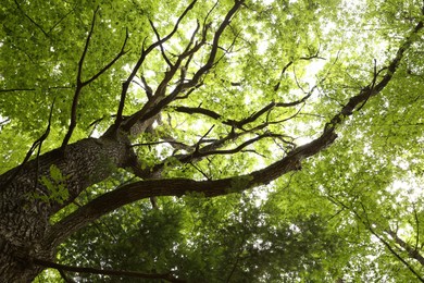 Beautiful green tree growing in forest, bottom view