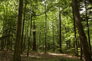 Photo of Beautiful green trees and plants growing in forest