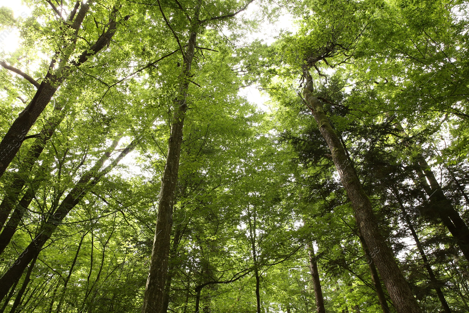 Photo of Beautiful green trees growing in forest, low angle view