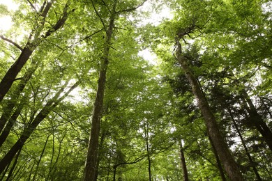 Beautiful green trees growing in forest, low angle view