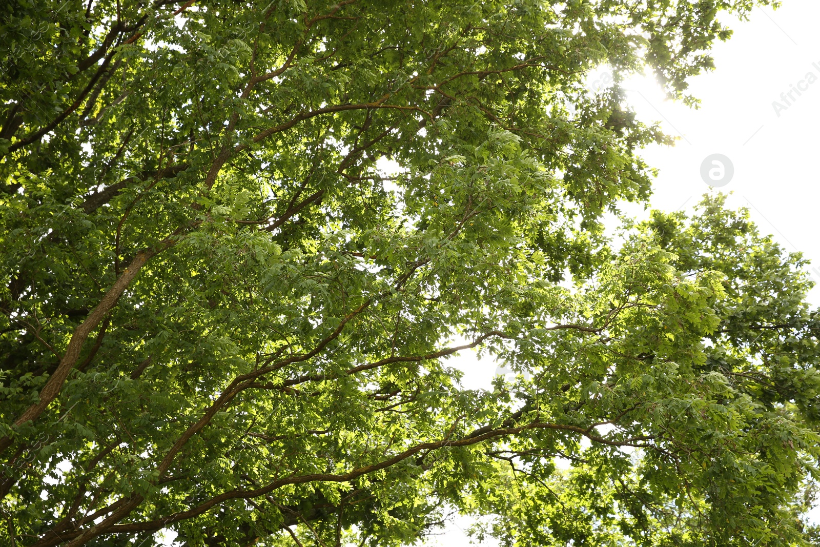 Photo of Beautiful green trees growing in forest, low angle view