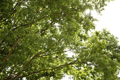 Beautiful green trees growing in forest, low angle view