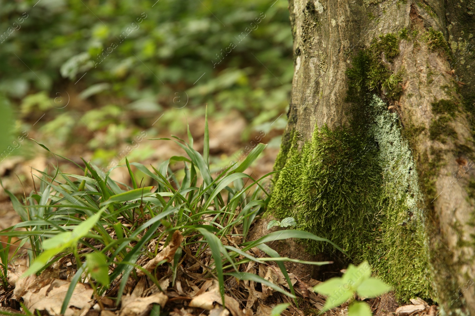 Photo of Tree trunk and roots in forest outdoors, closeup