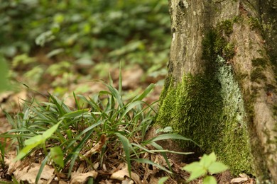 Tree trunk and roots in forest outdoors, closeup