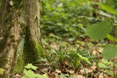 Photo of Tree trunk and roots in forest outdoors, closeup