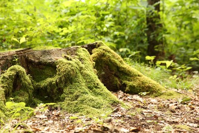 Tree stump with green moss and plants in forest