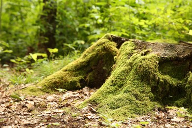 Tree stump with green moss and plants in forest