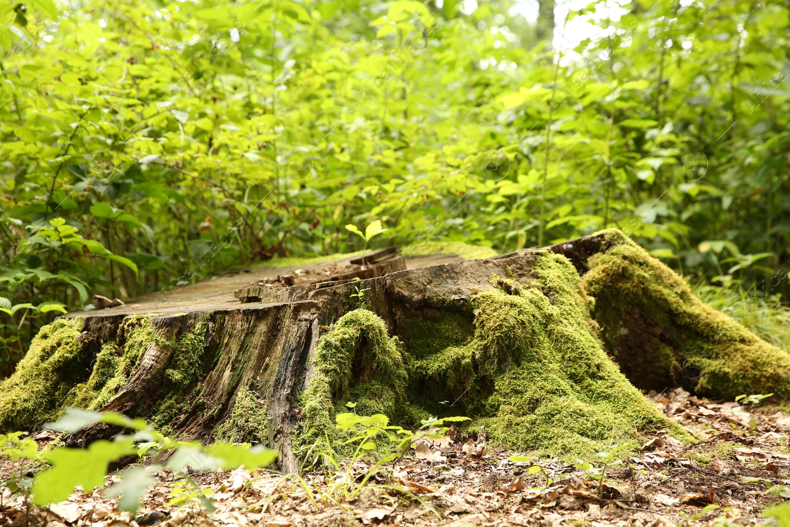 Photo of Tree stump with green moss and plants in forest