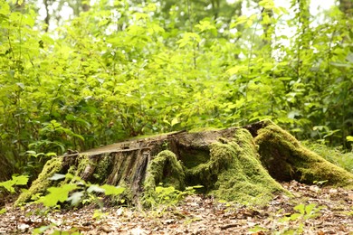 Photo of Tree stump with green moss and plants in forest