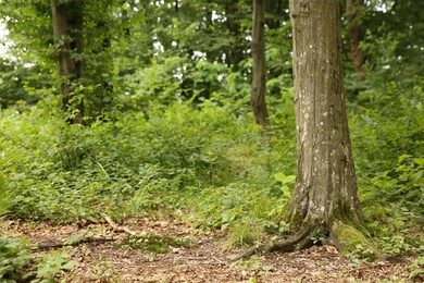 Photo of Beautiful green trees and plants growing in forest