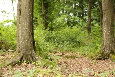 Beautiful green trees and plants growing in forest