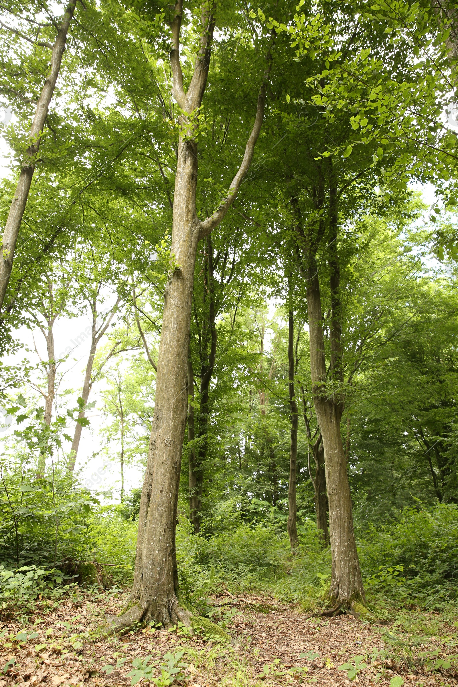 Photo of Beautiful green trees and plants in forest, low angle view