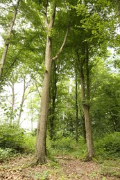 Beautiful green trees and plants in forest, low angle view