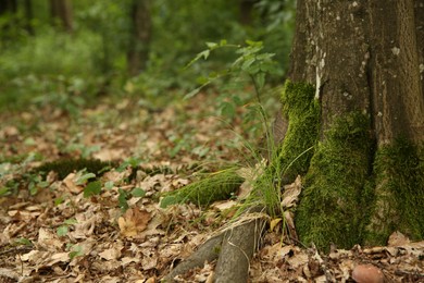 Photo of Tree trunk and roots in forest outdoors