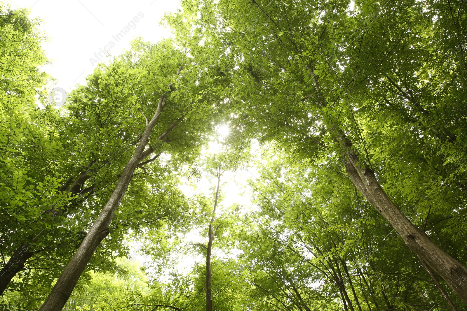 Photo of Beautiful green trees in forest, bottom view