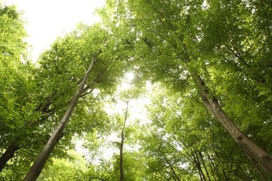 Beautiful green trees in forest, bottom view