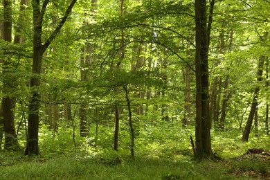 Beautiful green trees and plants growing in forest