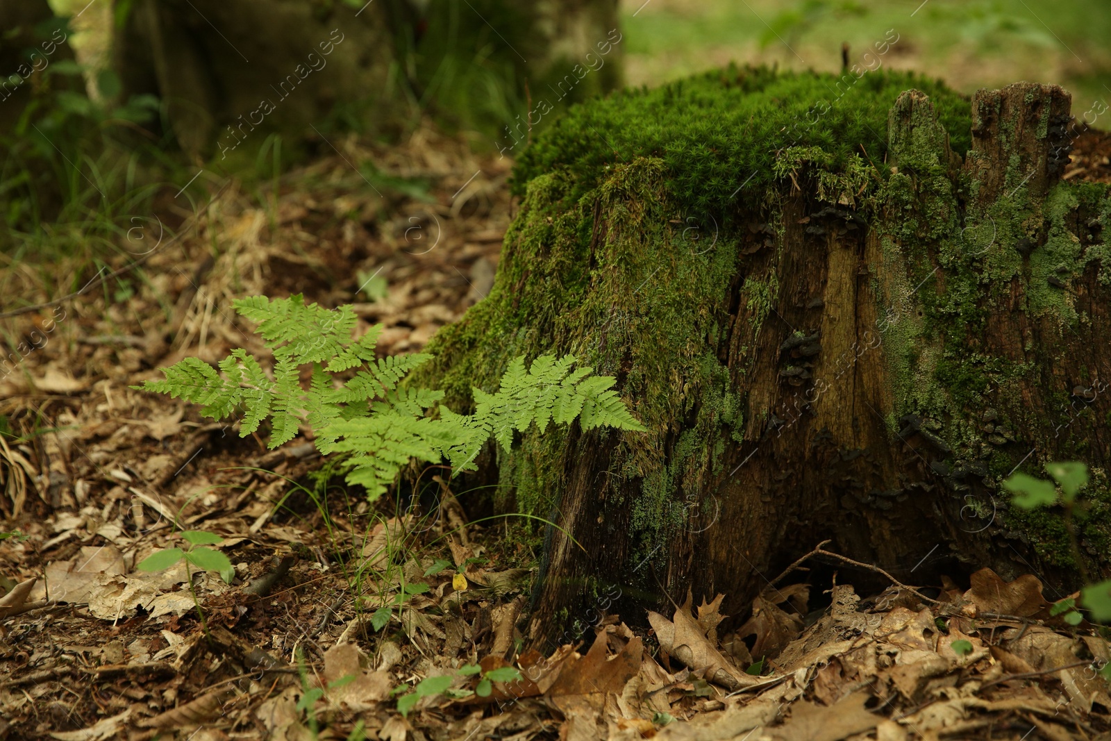 Photo of Tree stump with green moss and fern plants in forest